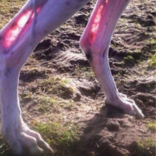 ExtrañasCriaturas-q5jbdovz1dmxfphyhtsx9bbx1d6up6ahvw52sa2miw